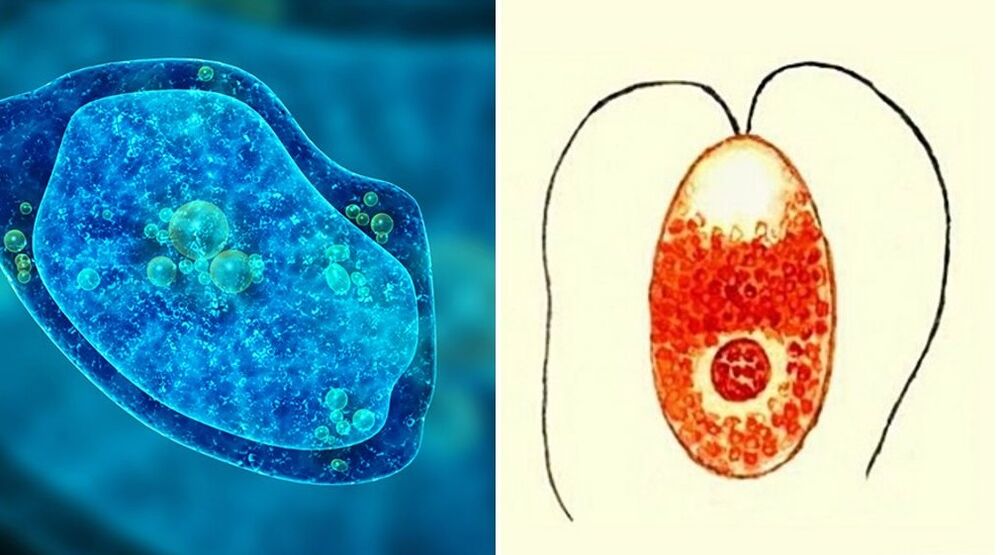 protozoan parazitler dizanteri amip ve sıtma plazmodyum
