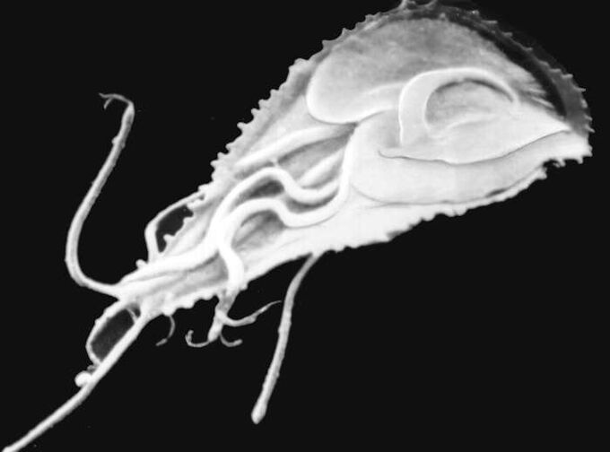 Sıtma plazmodyum