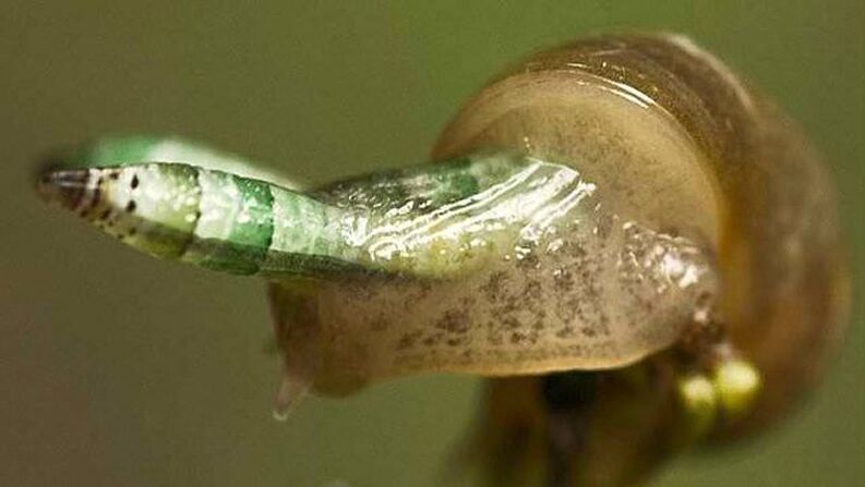 Lökochloridia paradoksaldır