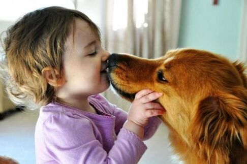 bir köpekten solucan enfeksiyonu